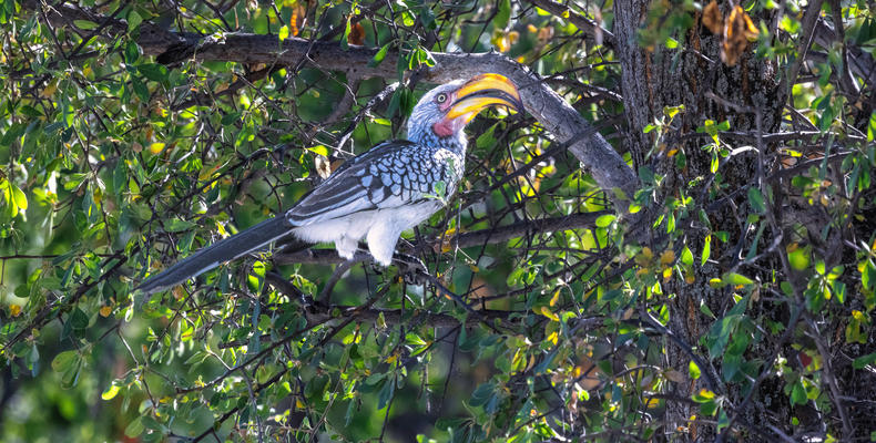 Mushara Lodge Wildlife