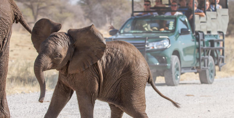 Mushara Game Drive - Etosha National Park