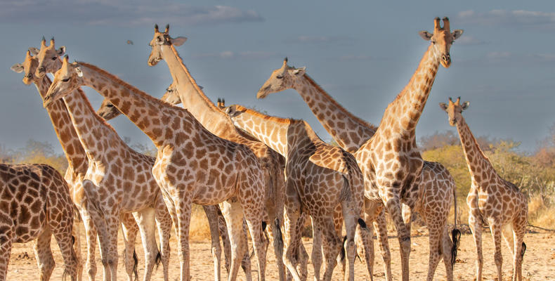 Mushara Game Drive - Etosha National Park
