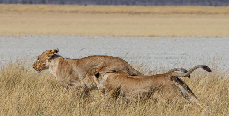 Mushara Game Drive - Etosha National Park