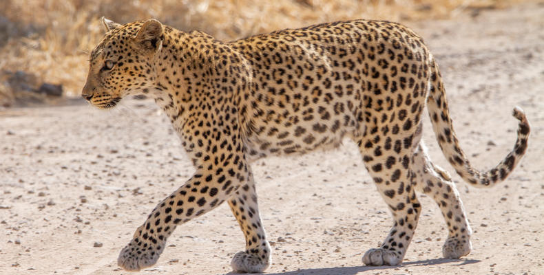 Mushara Game Drive - Etosha National Park