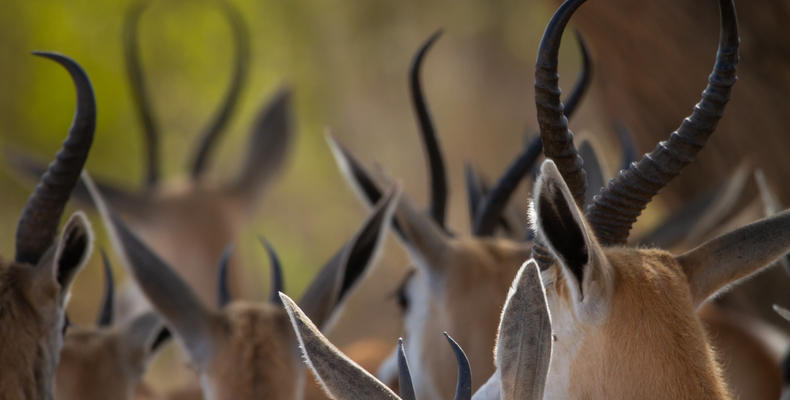 Mushara Game Drive - Etosha National Park
