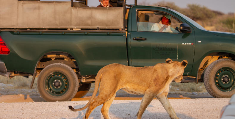 Mushara Game Drive - Etosha National Park
