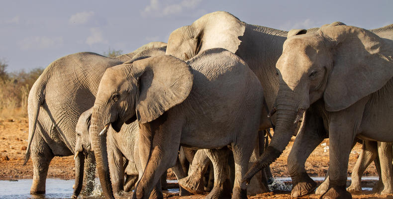 Mushara Game Drive - Etosha National Park
