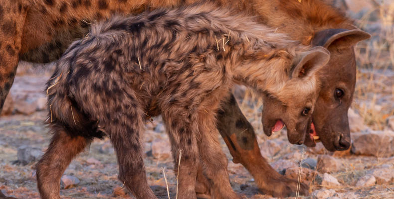 Mushara Game Drive - Etosha National Park
