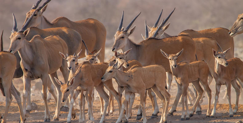 Mushara Game Drive - Etosha National Park