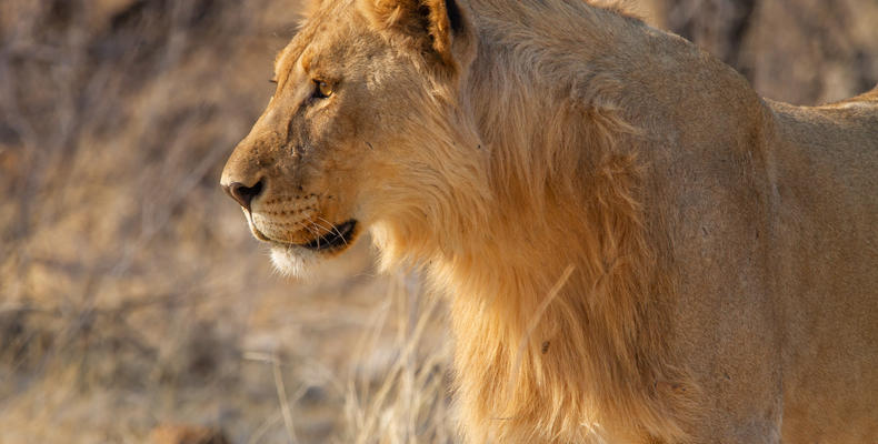 Mushara Game Drive - Etosha National Park