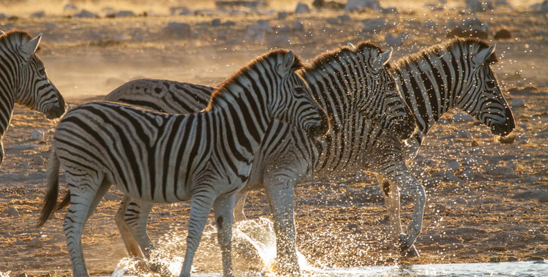 Mushara Game Drive - Etosha National Park