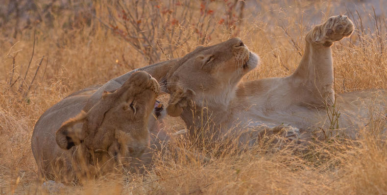 Mushara Game Drive - Etosha National Park