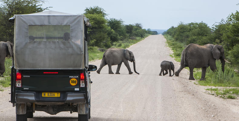 Mushara Game Drive - Etosha National Park
