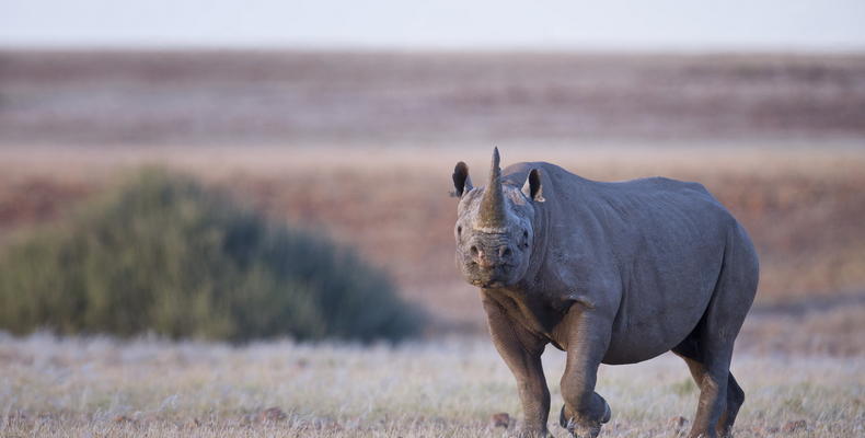 Wilderness Desert Rhino Camp