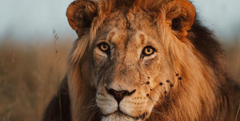 Lalibela Wildlife Reserve 