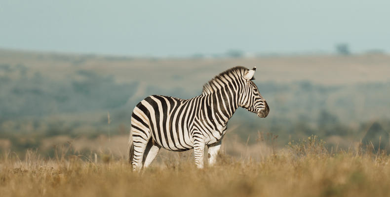Lalibela Wildlife Reserve 