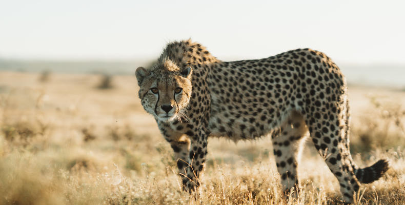 Lalibela Wildlife Reserve