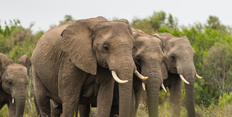 Lalibela Wildlife Reserve 