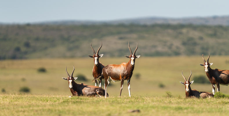 Lalibela Wildlife Reserve 
