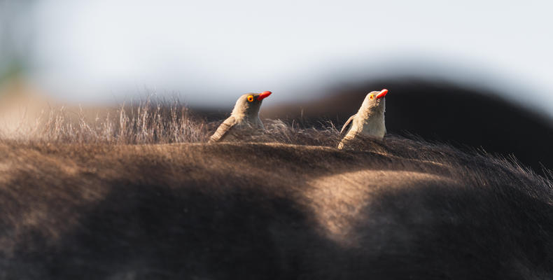 Lalibela Wildlife Reserve 
