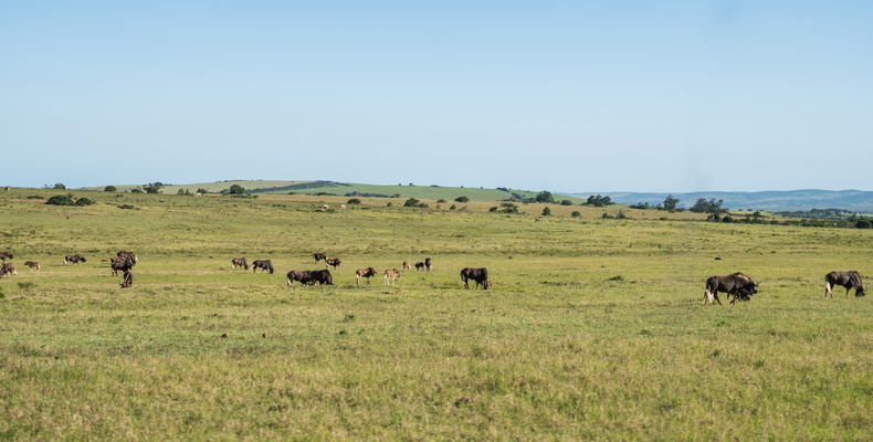 Lalibela Wildlife Reserve 