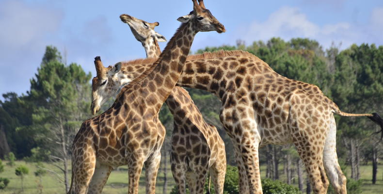 Lalibela Game Reserve