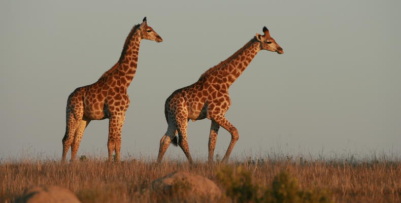 Lalibela Game Reserve