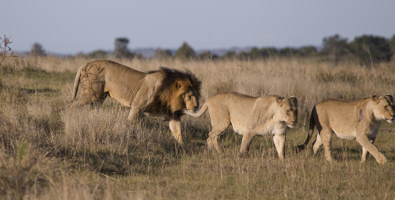 Lalibela Game Reserve