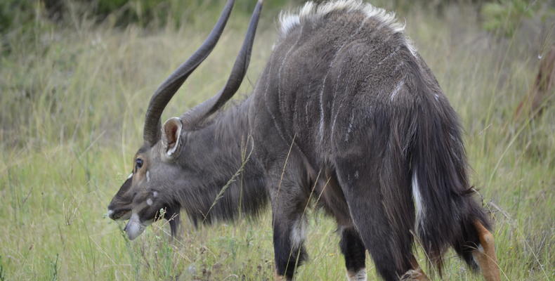 Lalibela Game Reserve