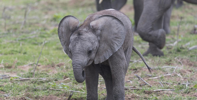 Lalibela Game Reserve