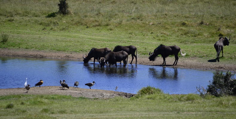 Lalibela Game Reserve