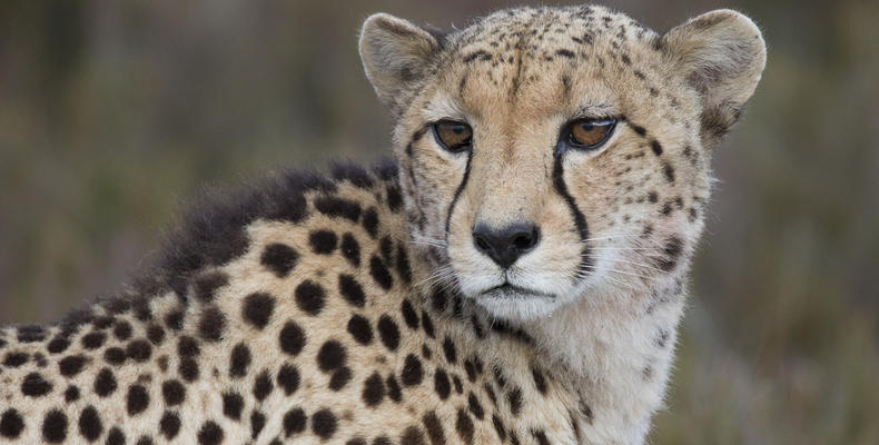 Lalibela Game Reserve