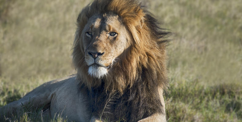 Lalibela Game Reserve