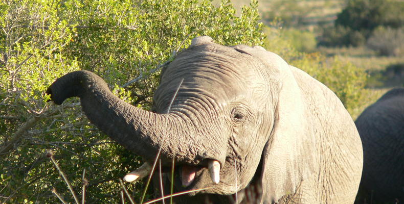 Lalibela Game Reserve