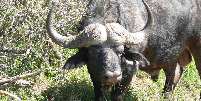 Lalibela Game Reserve