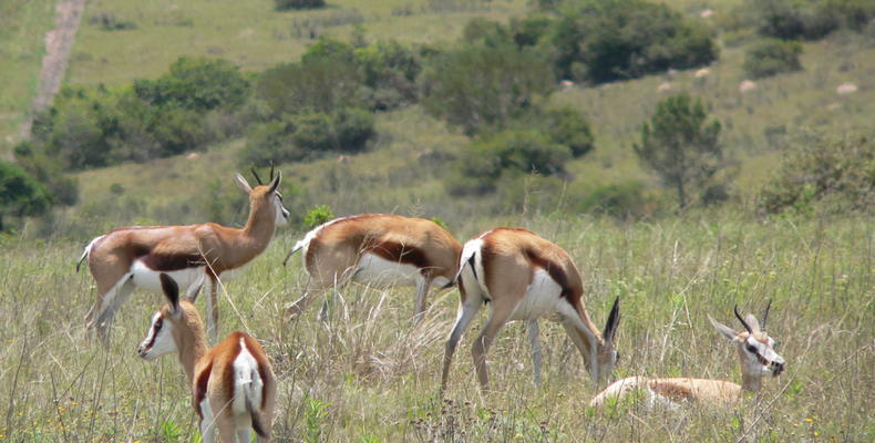 Lalibela Game Reserve