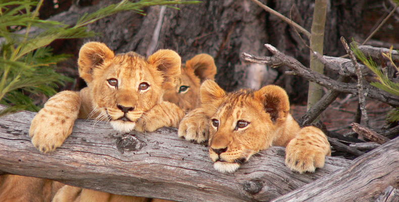 Lalibela Game Reserve