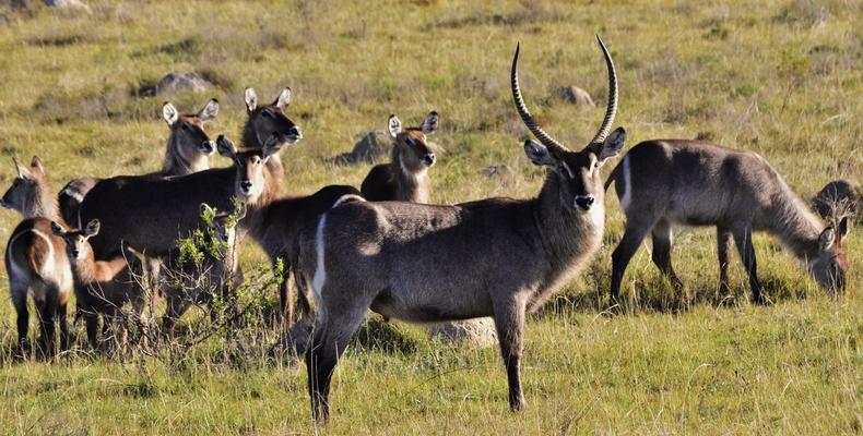 Lalibela Game Reserve