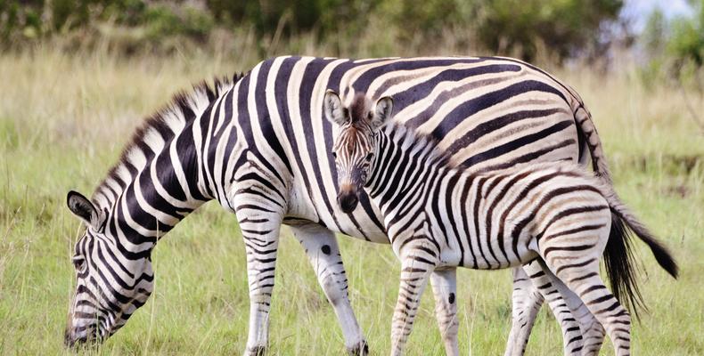 Lalibela Game Reserve