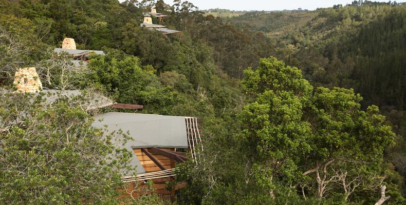 Tsala Treetop Lodge Canopy View