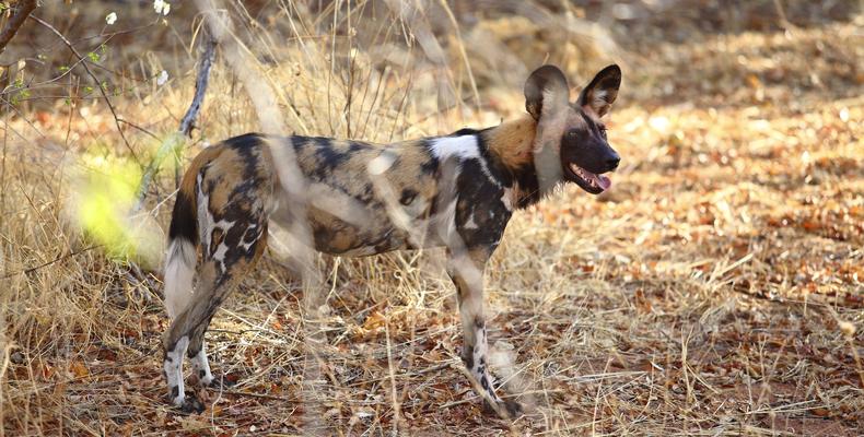 Jabali Ridge - Wild Dog
