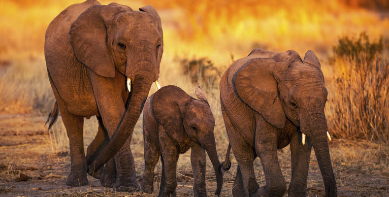 Jabali Ridge - Elephants 