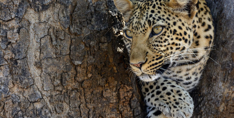 Jabali Ridge - Leopard 