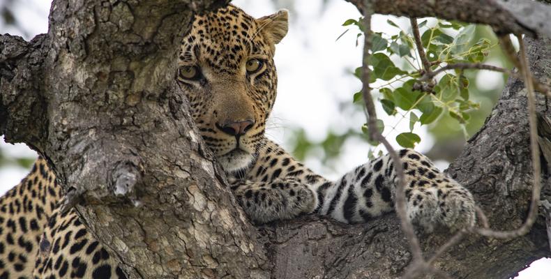 Simbavati Machaton Camp - Wildlife 