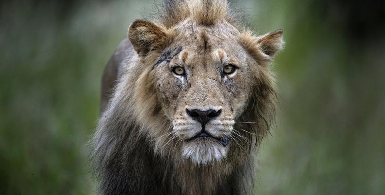 Simbavati Machaton Camp - Wild