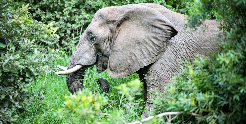 Simbavati Machaton Camp - Elephant