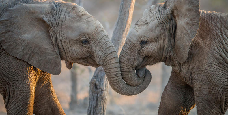 Simbavati Machaton Camp - Wildlife 