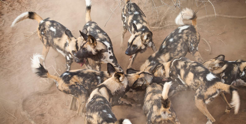 Simbavati Machaton Camp - Wildlife