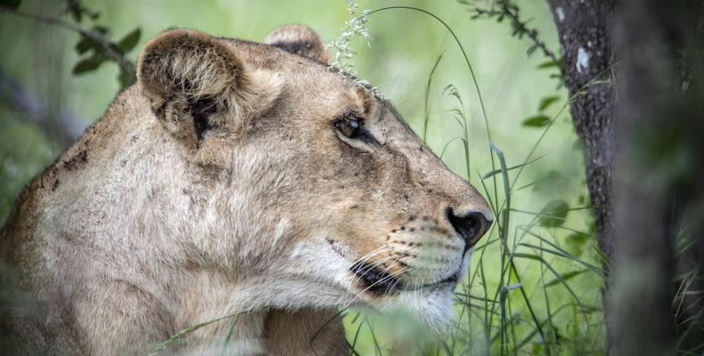 Simbavati Machaton Camp -Wildlife