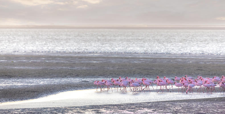 The Flamingo's 