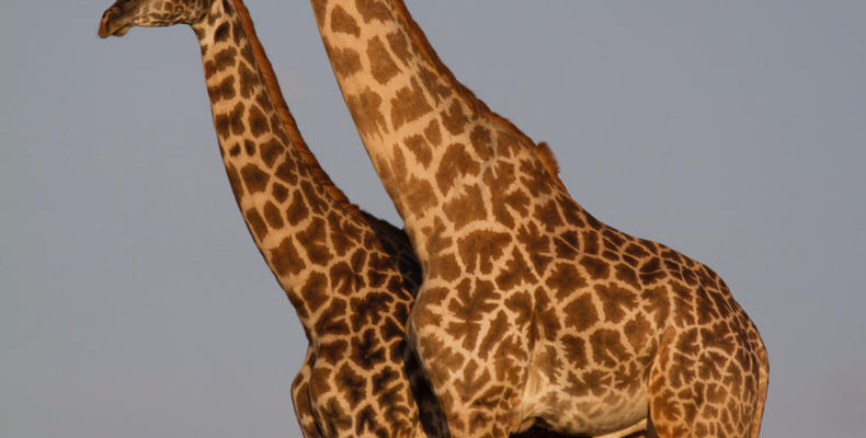 Maasai Giraffe