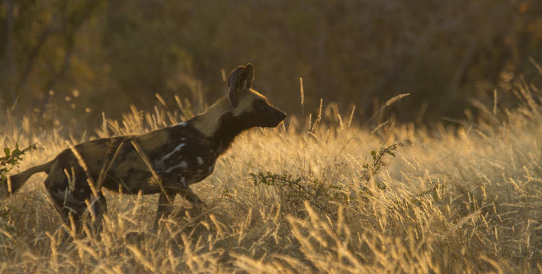 WIld Dog on the move