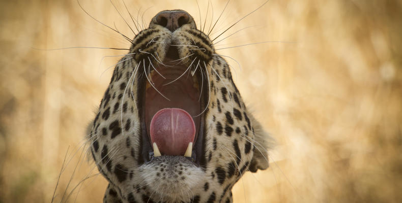 Leopard yawn